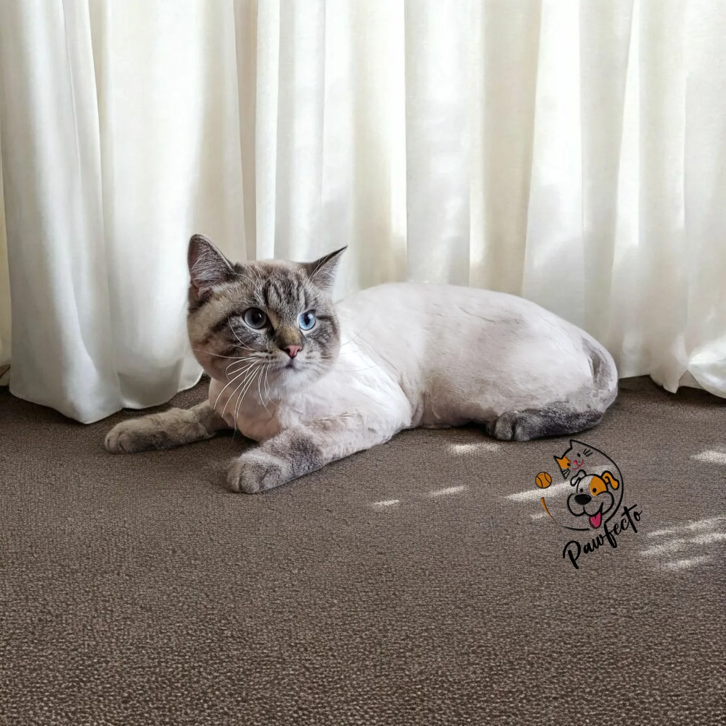 Кот после ухода в Pawfecto