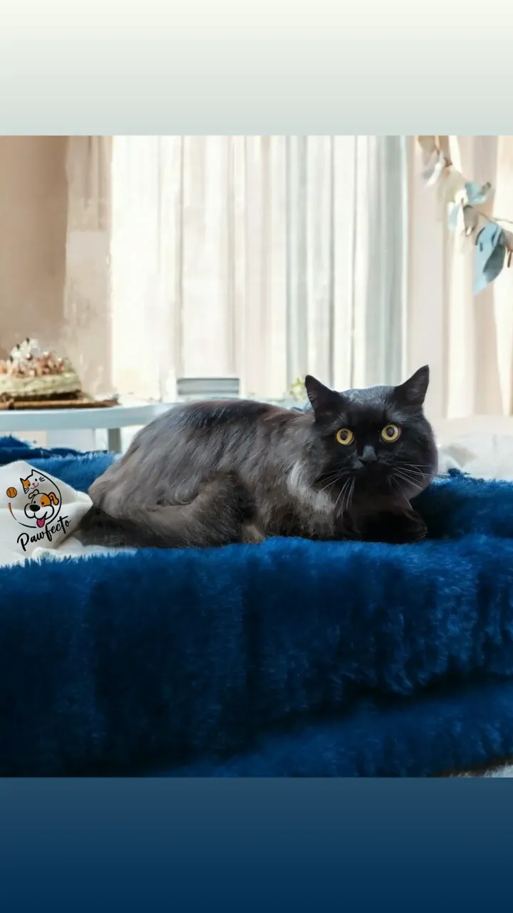 Кот после груминга в Pawfecto