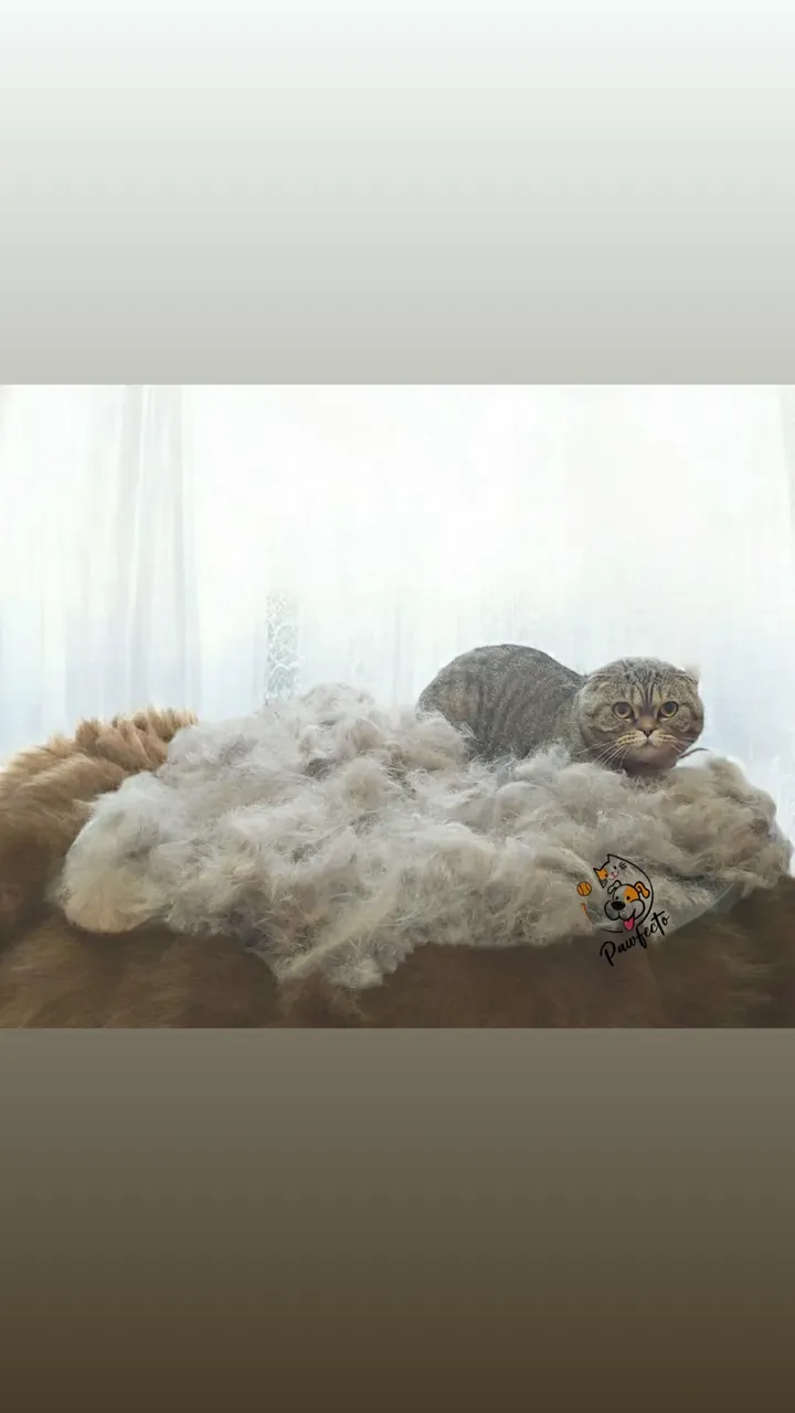 Кот после аккуратного ухода