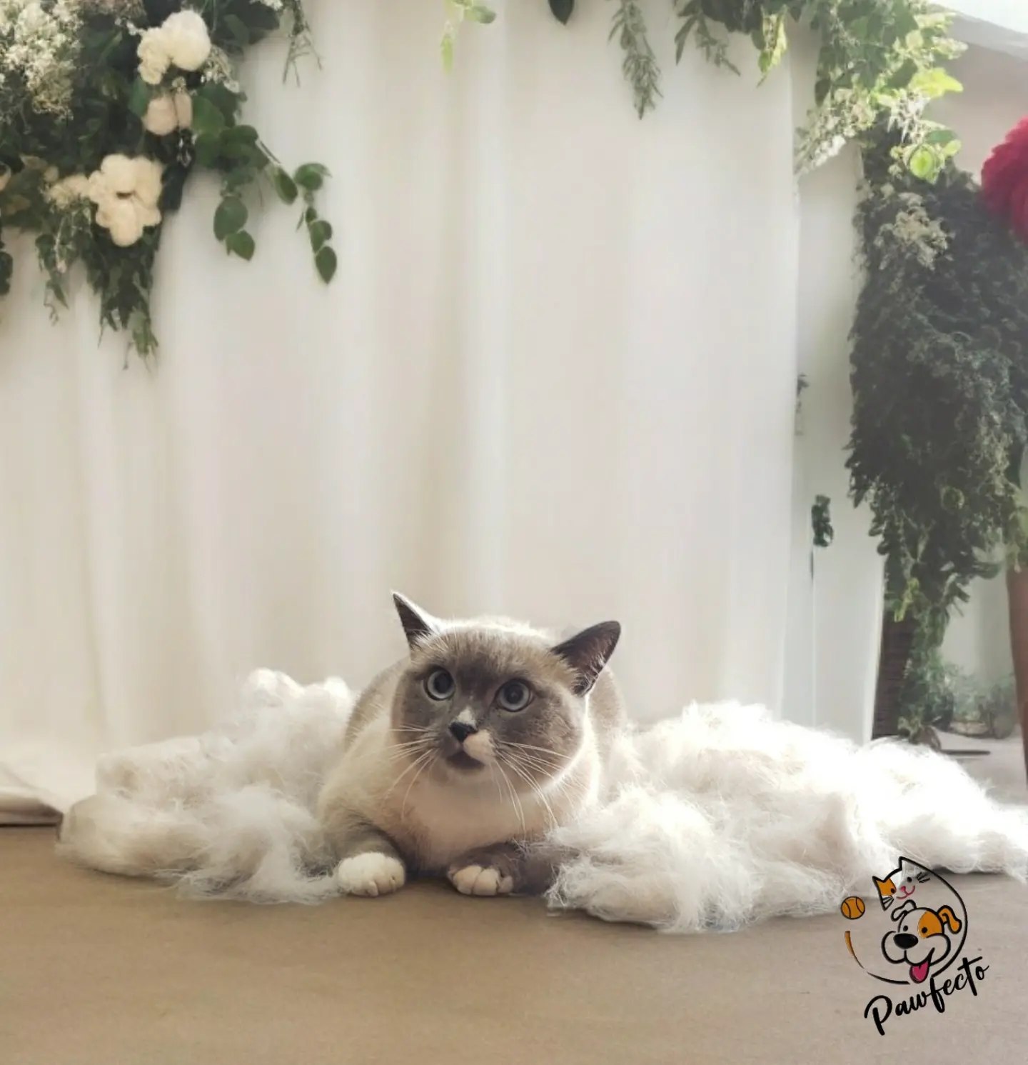 Кот после процедуры ухода в Pawfecto